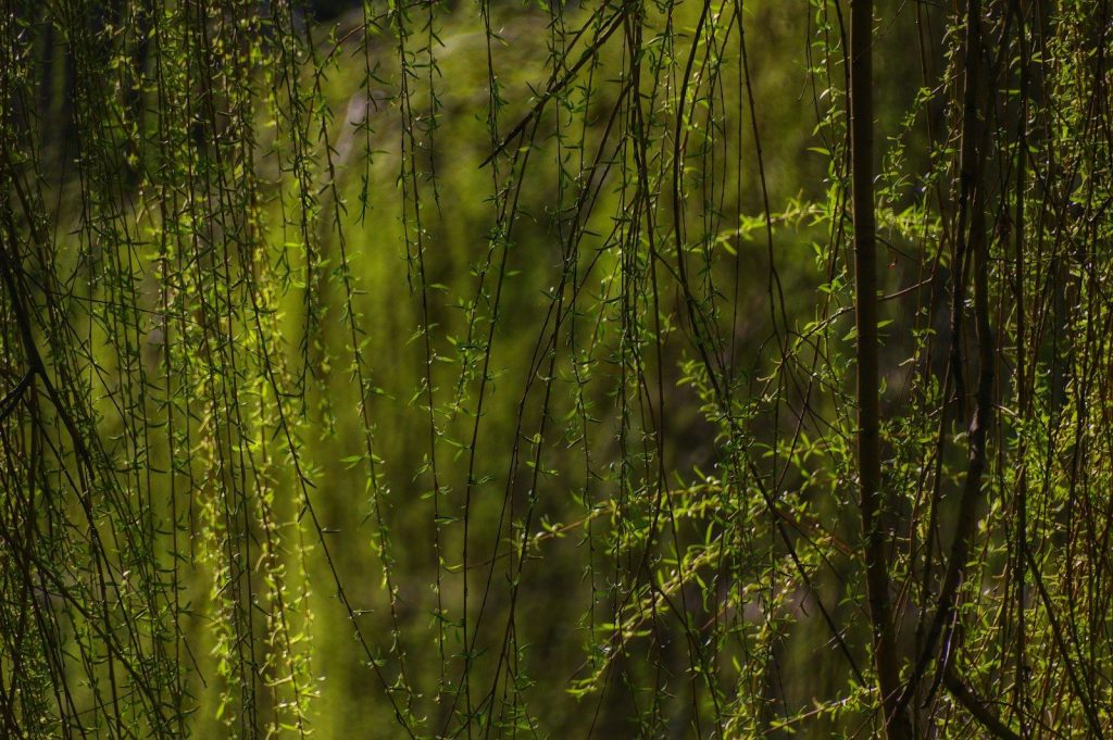 a close up of a bunch of green plants