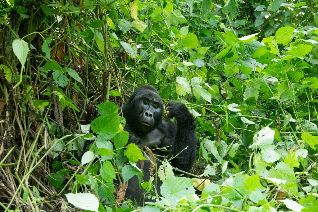 A gorilla is sitting among lush green leaves.