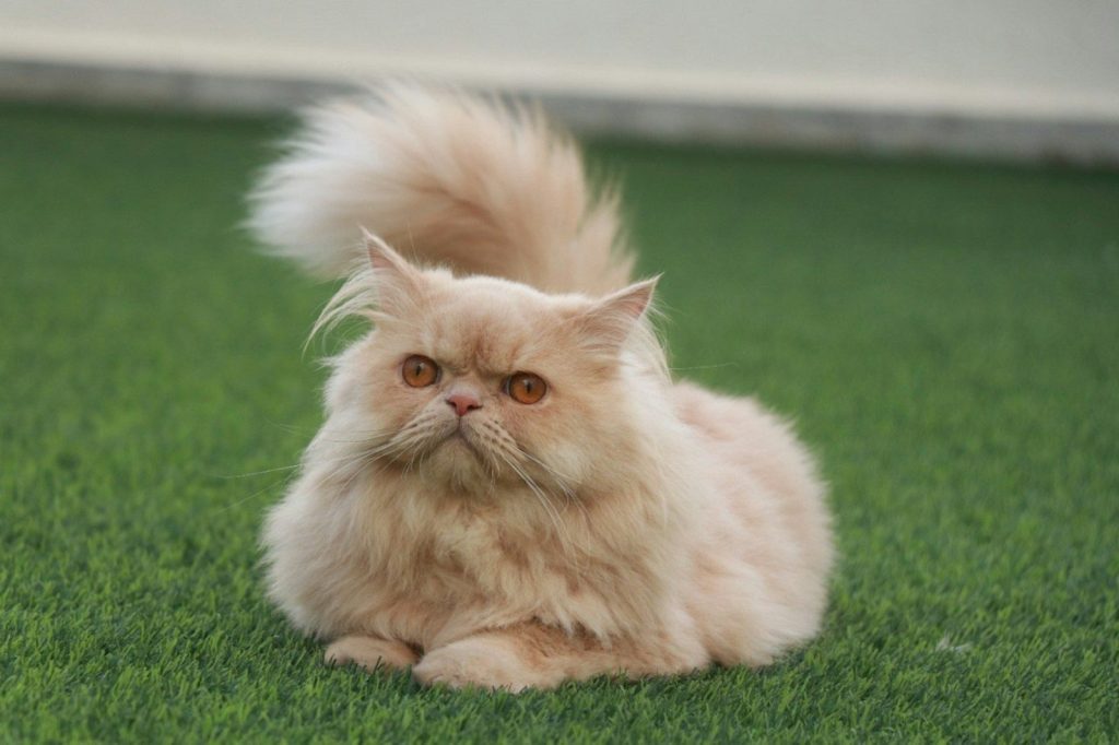 a cat sitting on grass