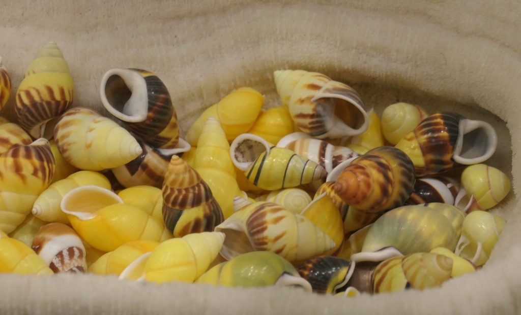 A pile of colorful seashells in natural light.
