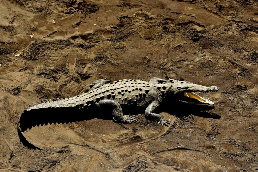 gray alligator at daytime
