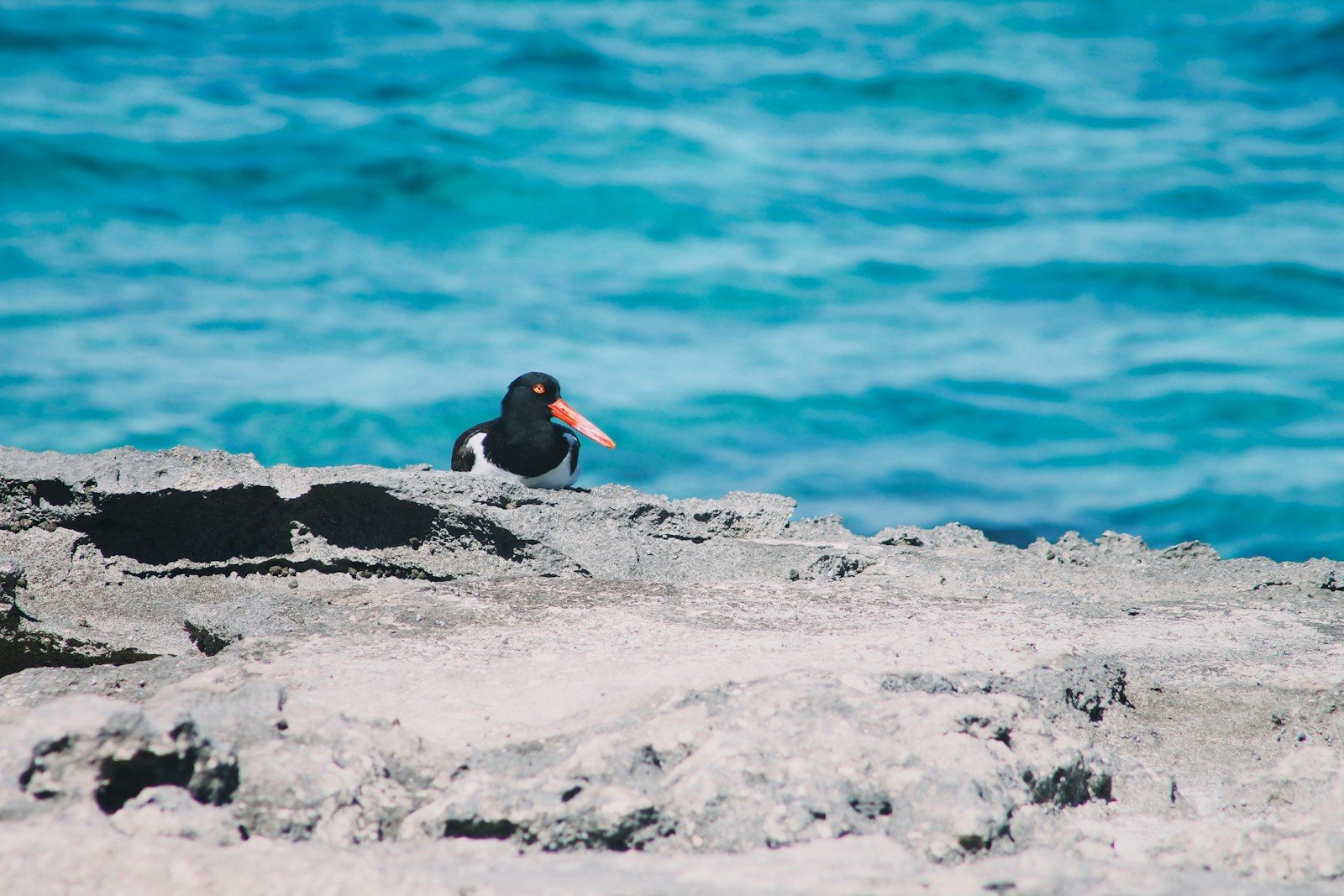 A bird sitting on a rock near the ocean