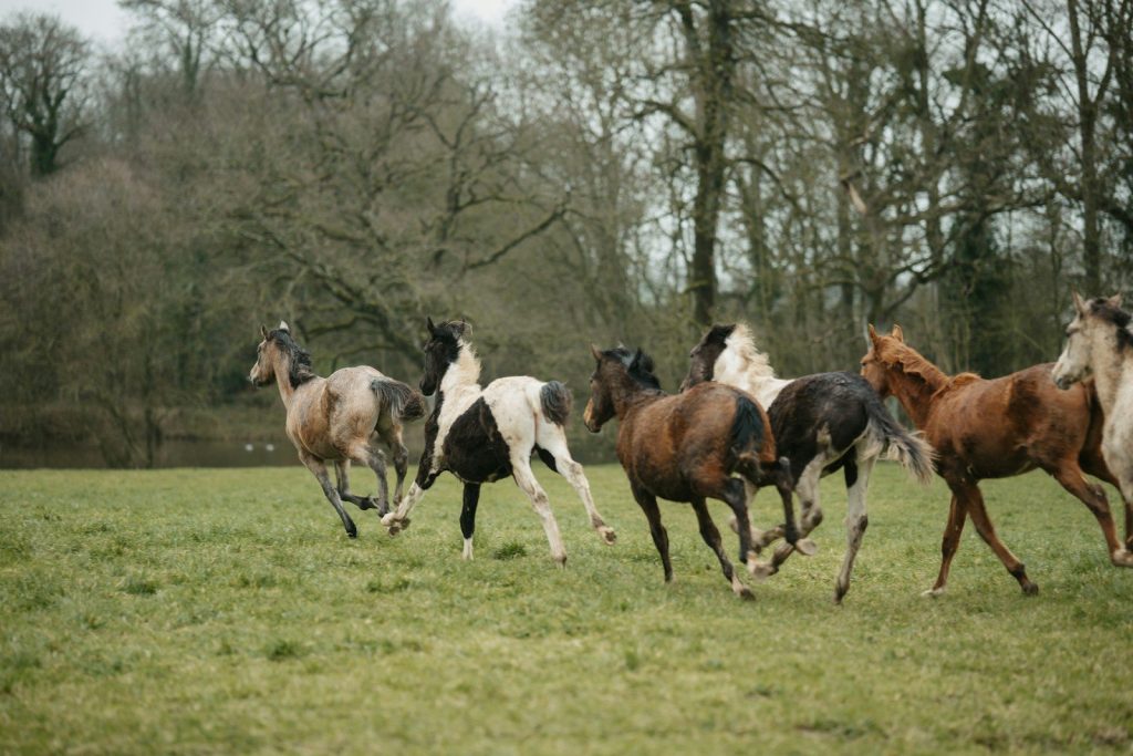 a herd of horses running across a lush green field