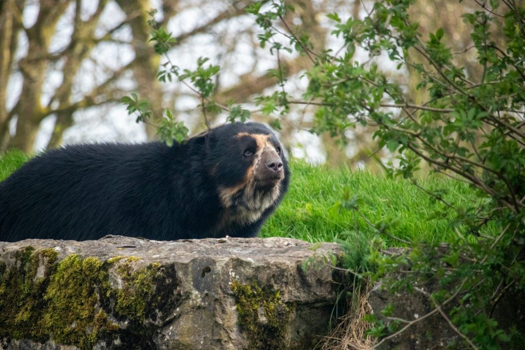 a large black bear sitting on top of a rock