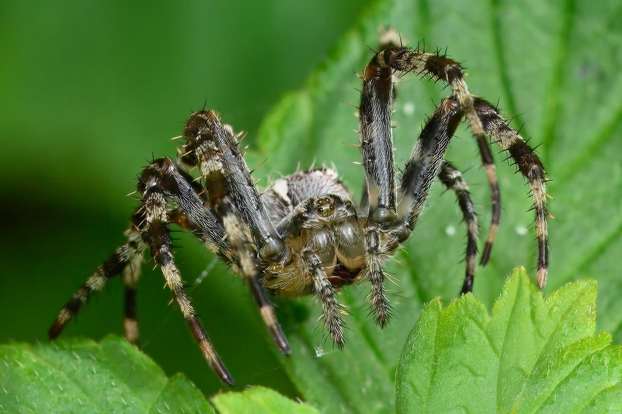 spider, arachnid, spider eyes, insect, nature, macro, arthropod, wild animals, entomology, leaves, spider's perspective, predator