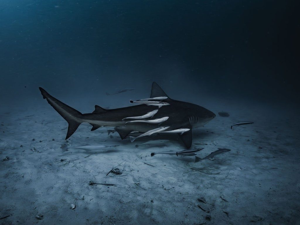 bull shark, shark, sharkank, remorra, sand, smelled, dive, underwater, maldives, shark tank, remholder, fish, underwater photography, underwater creatures, animal, wildlife