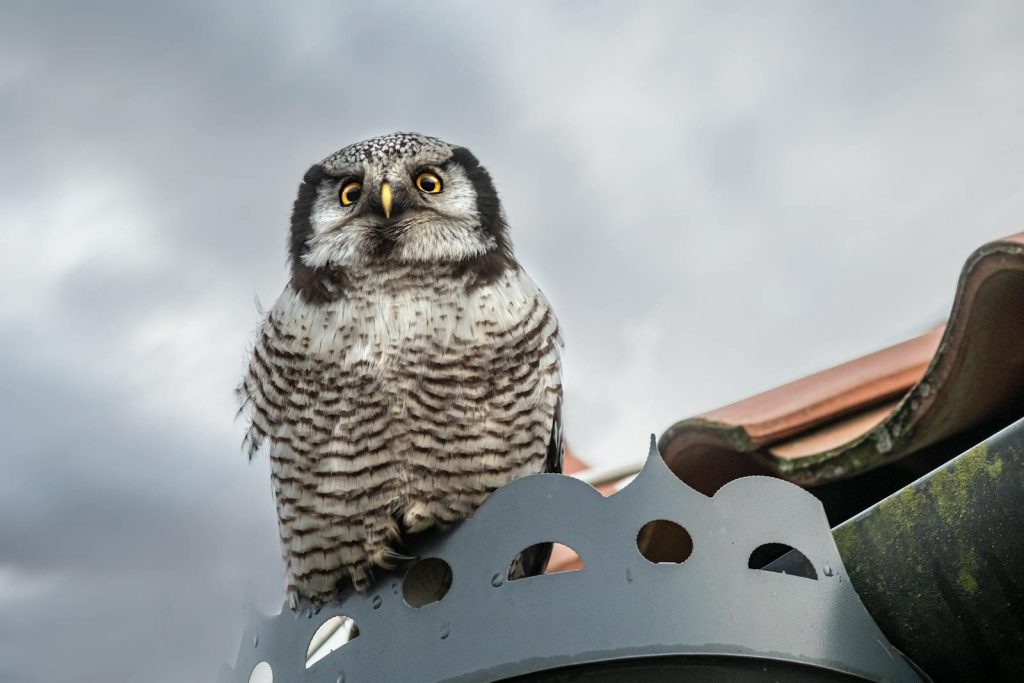 Stunning close-up of a Northern Hawk-Owl perched on a rooftop in Vääna, Estonia, showcasing wildlife beauty.