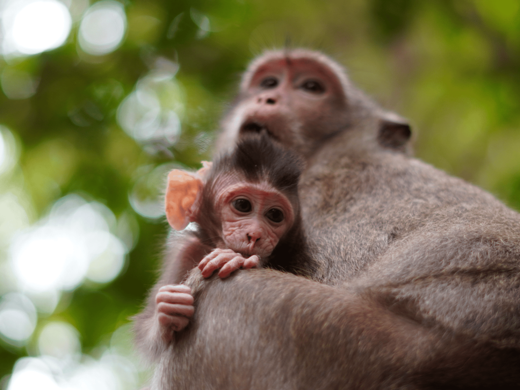 Close-up of a mother monkey holding her baby in a lush green environment.