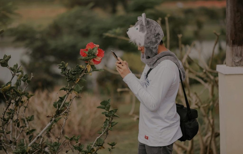 A person in a wolf hat photographing a hibiscus flower in a garden.