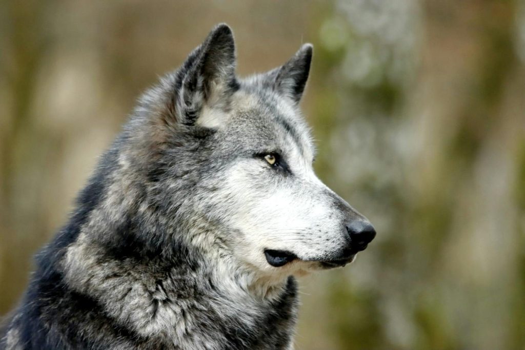 Close-up shot of a wolf displaying its majestic features in the wilderness.