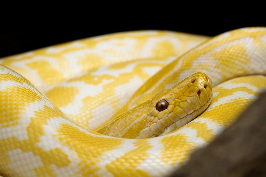 snake, yellow snake, gad, dangerous, snake, snake, snake, snake, snake, yellow snake, yellow snake