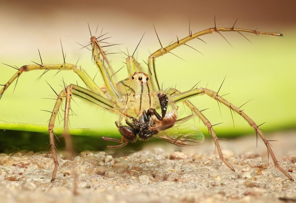 spider, insect, macro, nature, arachnid, spider, spider, nature, nature, nature, nature, nature