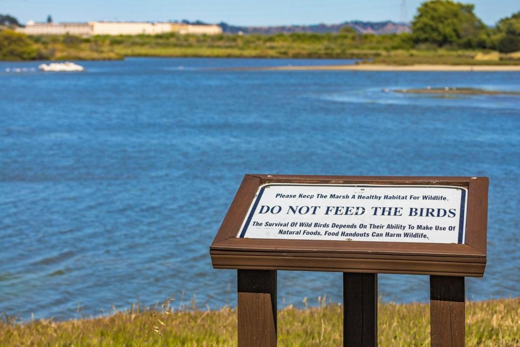 A tranquil lakeside scene emphasizing wildlife conservation with a 'Do Not Feed the Birds' sign.