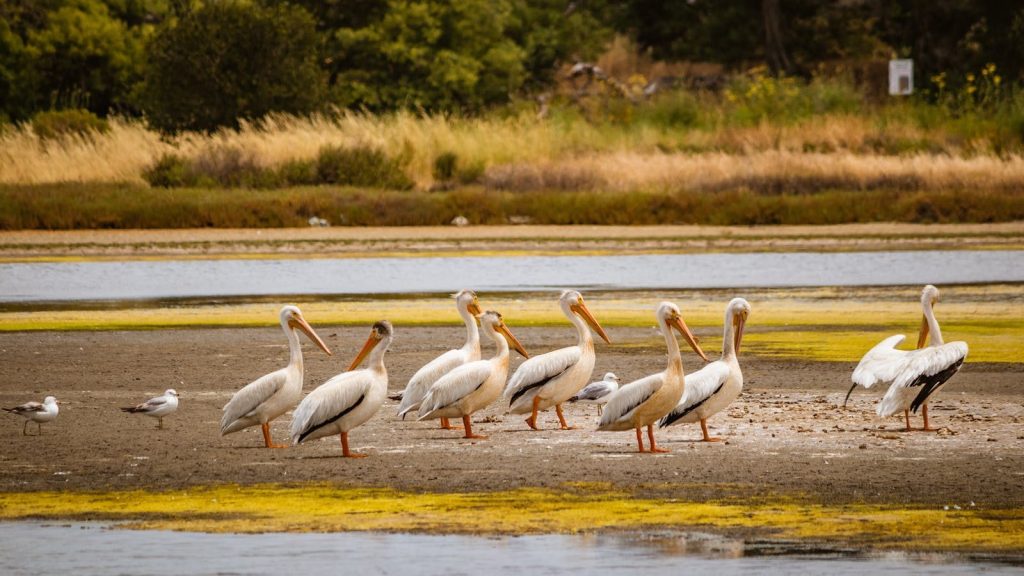 A serene gathering of pelicans on a riverbank, surrounded by lush greenery.