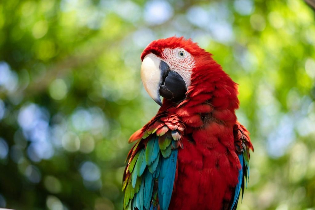 Close-up of beautiful Scarlet Macaw (Ara macao) with vibrant plumage.