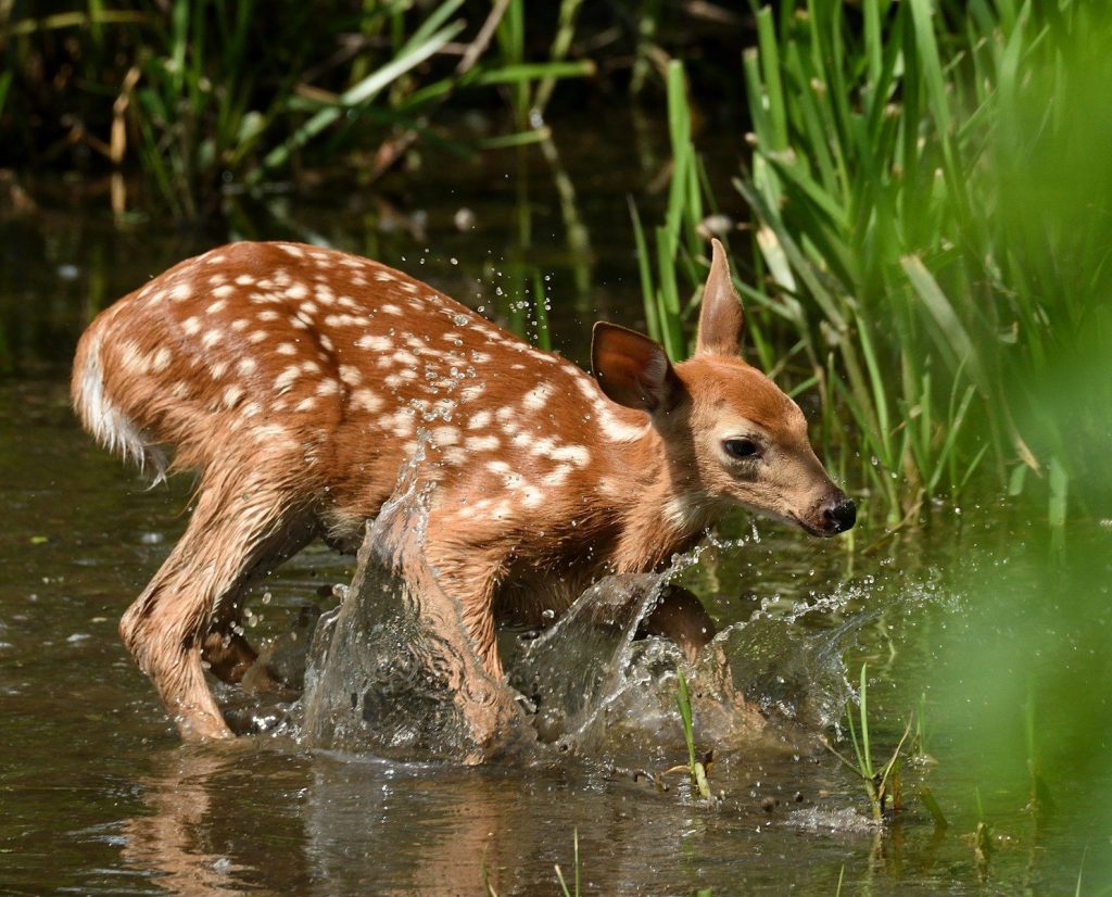 a baby deer is walking through the water