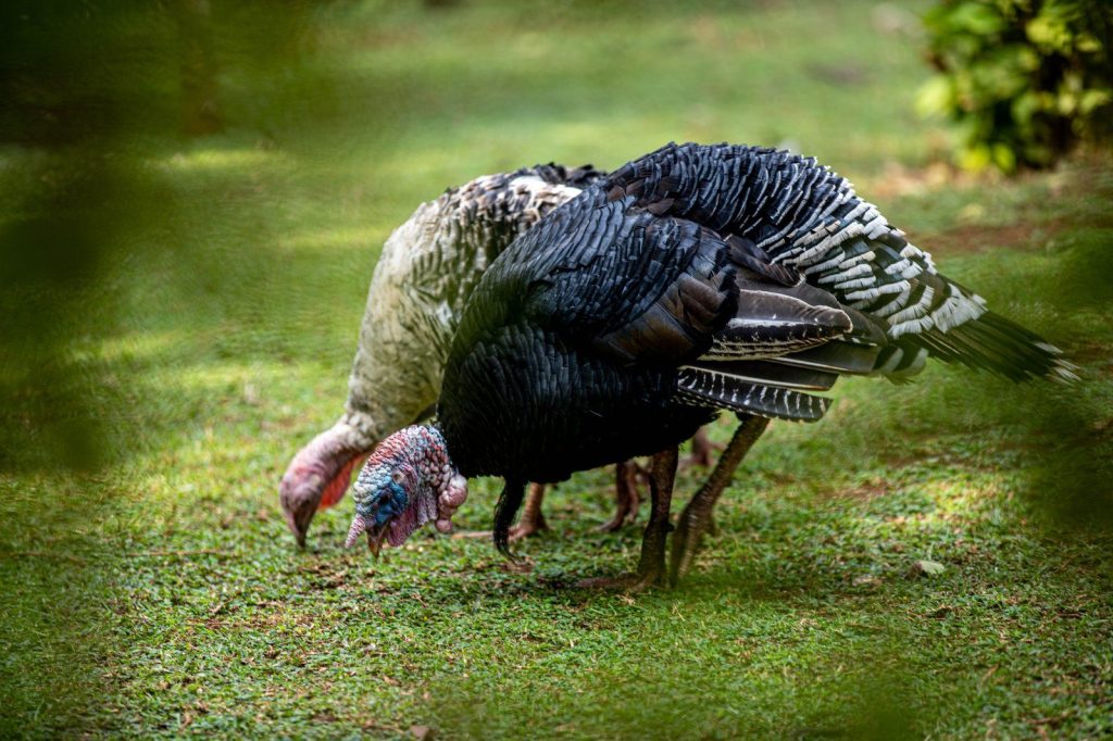Close-up of wild turkeys feeding on a lush green field, showcasing natural behavior.