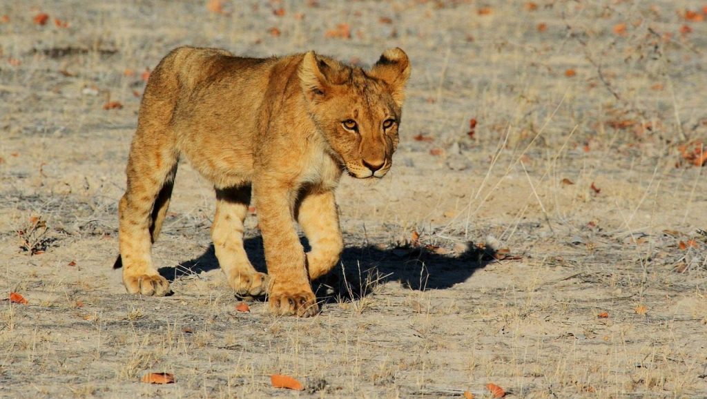 lion, cub, feline, animal, animal world, wildlife, wildlife photography, wild animal, wilderness, etosha, namibia, africa, nature, safari, lion cub