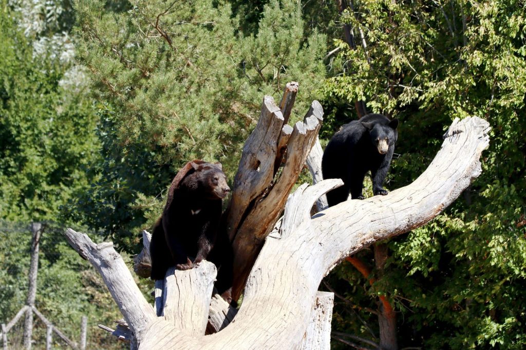 Two black bears perched on a large fallen tree in a forest setting during daylight.