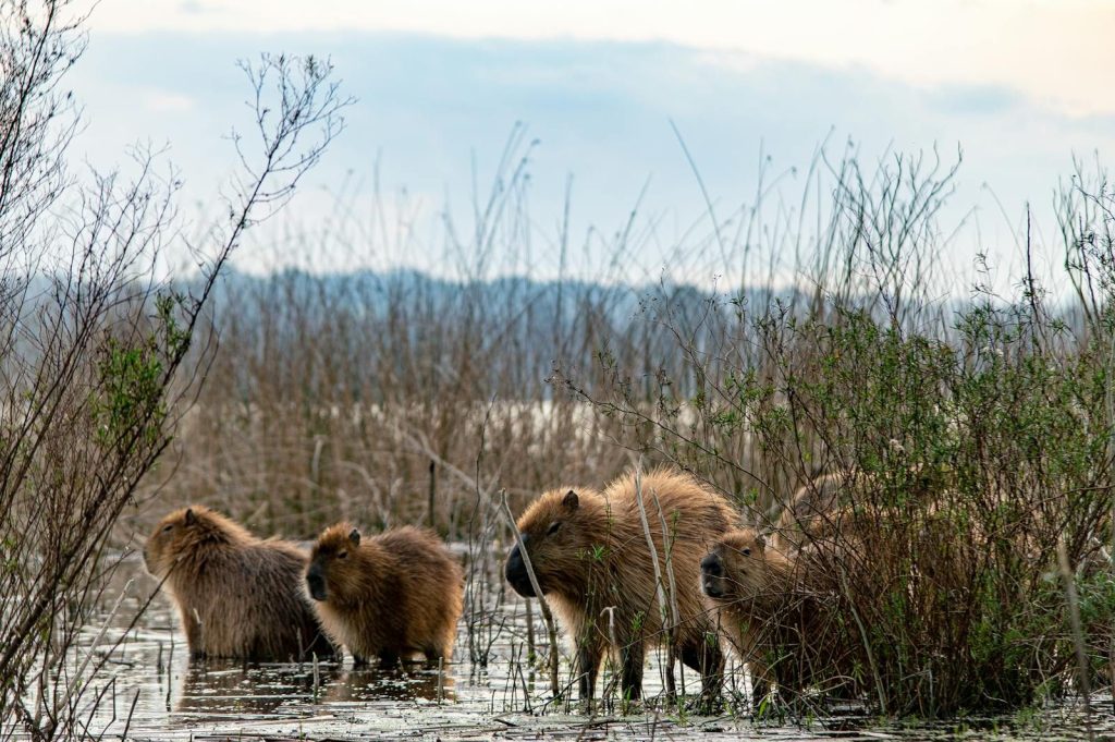 A group of capybaras navigating a wetland area in Mar del Plata, Argentina.