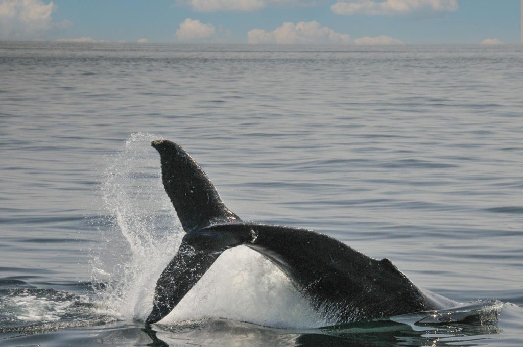 A humpback whale gracefully breaches the ocean surface, with water splashing around, near Boston, MA.