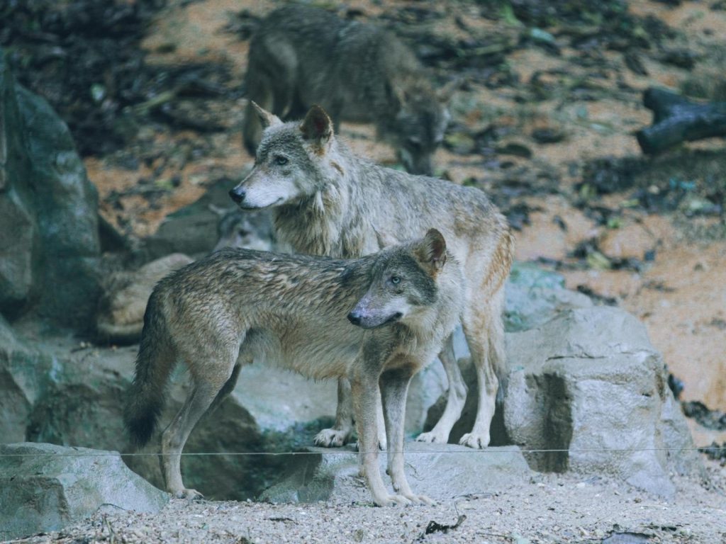 A pack of grey wolves (Canis lupus) in a natural forest setting, showcasing wildlife behavior.