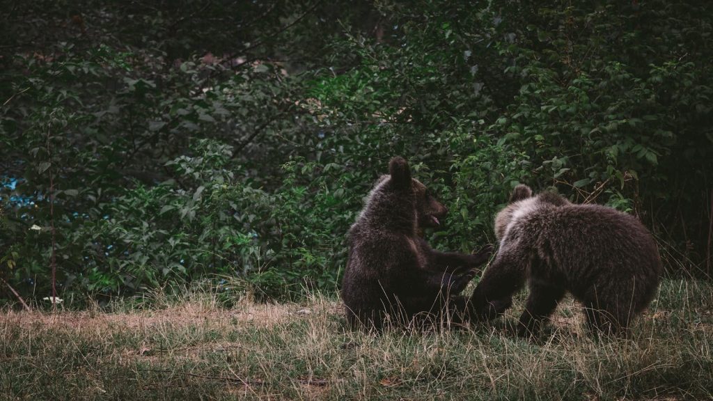 Two playful bear cubs frolic in a lush forest setting, capturing a moment of wildlife joy.