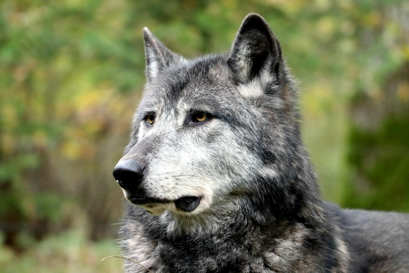 Portrait of a gray wolf captured in the wild, surrounded by blurred greenery.