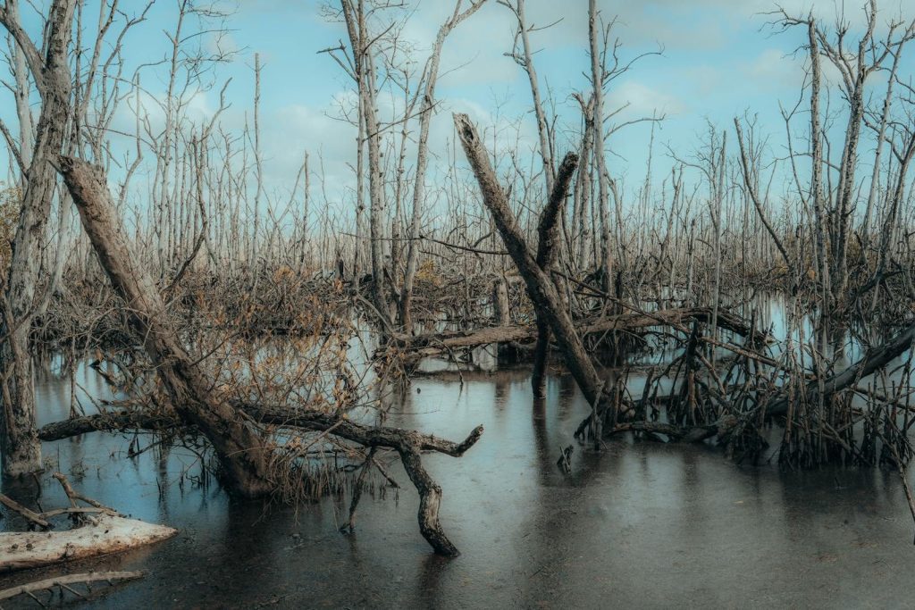 Tranquil swamp scene featuring leafless trees and reflections in water under a blue sky.