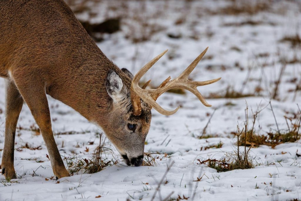 Close-up of a white-tailed deer with antlers grazing on snow-covered ground.