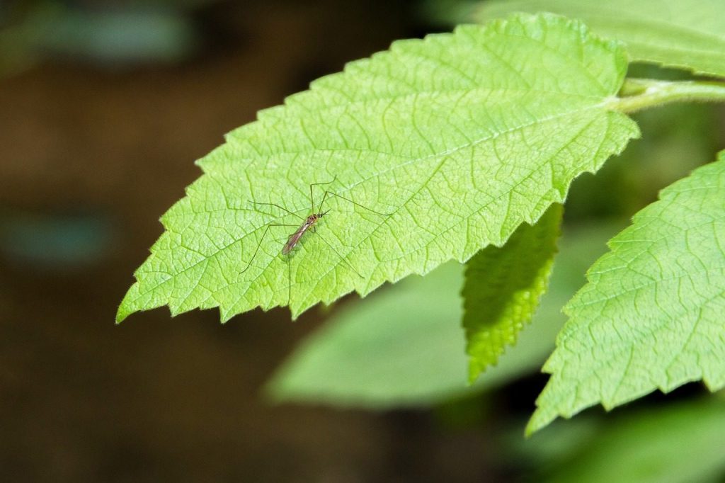 mosquito, male mosquito, long legged mosquito, nature, leaf