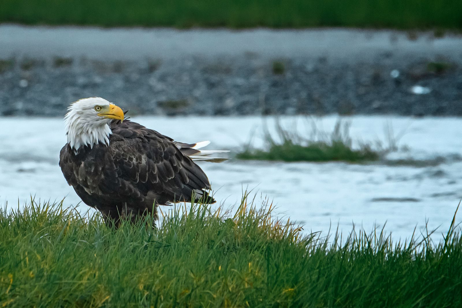 Close-up of a bald eagle perched by a river, showcasing its majestic presence and natural habitat.
