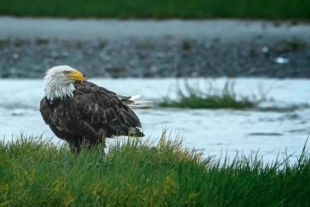 Close-up of a bald eagle perched by a river, showcasing its majestic presence and natural habitat.