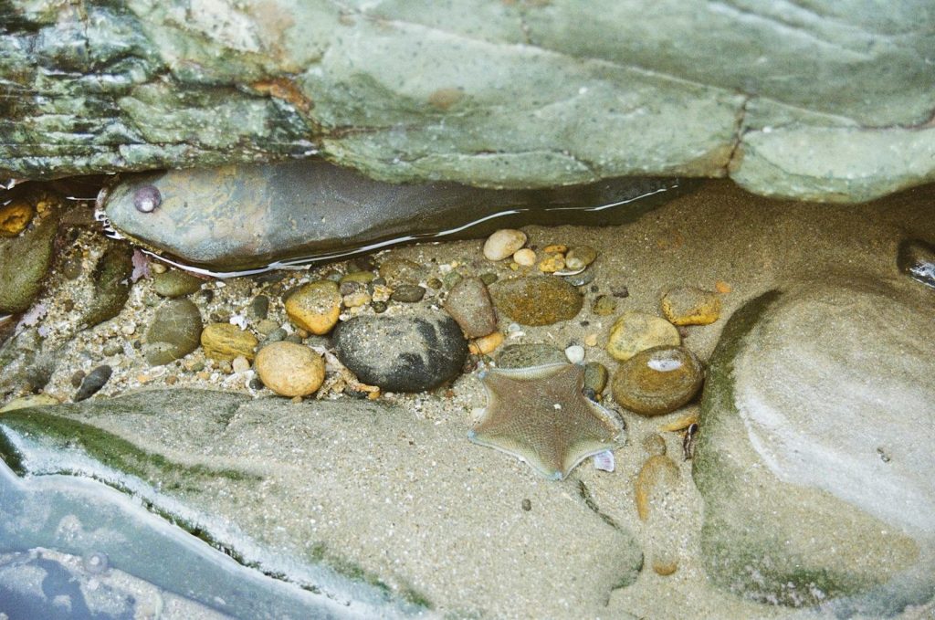 A detailed view of a starfish surrounded by stones and sand in a beach tide pool setting.