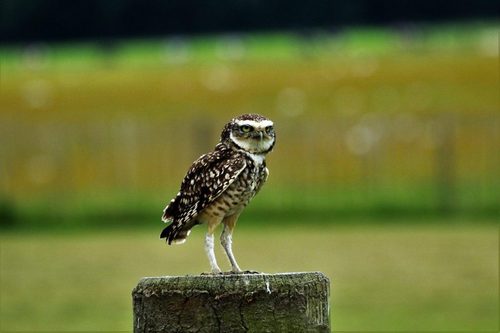 burrowing owl, small owl, bird, nature, burrowing, owl, wildlife, small, wild, predator, raptor, little, burrow, standing, spotted, feather, nocturnal, burrowing owl, burrowing owl, burrowing owl, burrowing owl, burrowing owl, owl