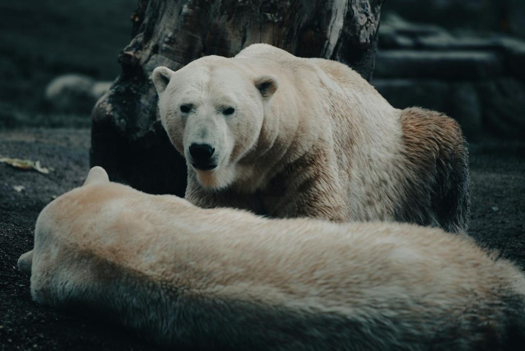Capture of two polar bears relaxing outdoors on rocky terrain, showcasing their thick white fur.