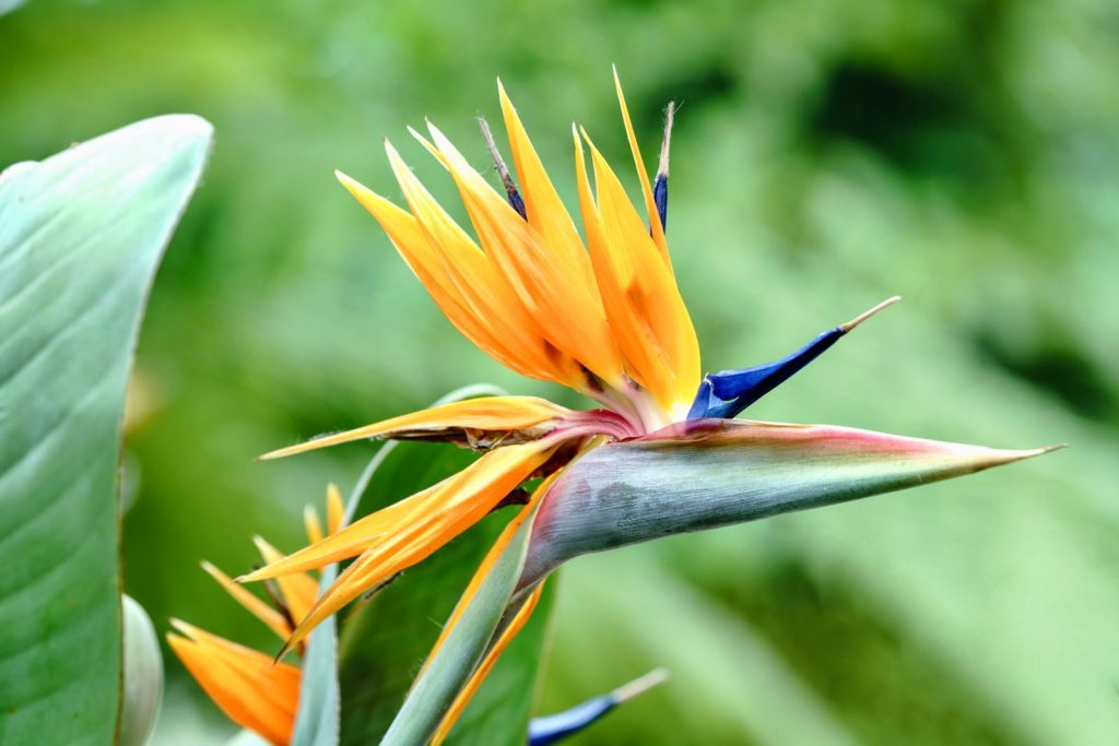 Close-up of a vibrant Bird of Paradise flower with sharp, colorful petals.