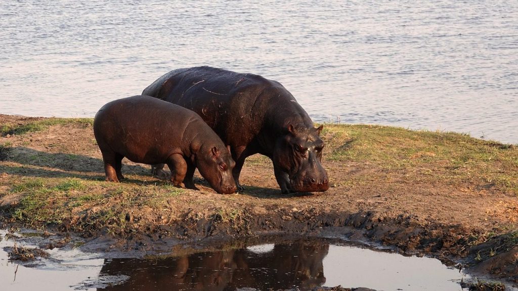 africa, hippos, safari, hippo, botswana, nature, wildlife, hippos, hippo, hippo, hippo, hippo, hippo