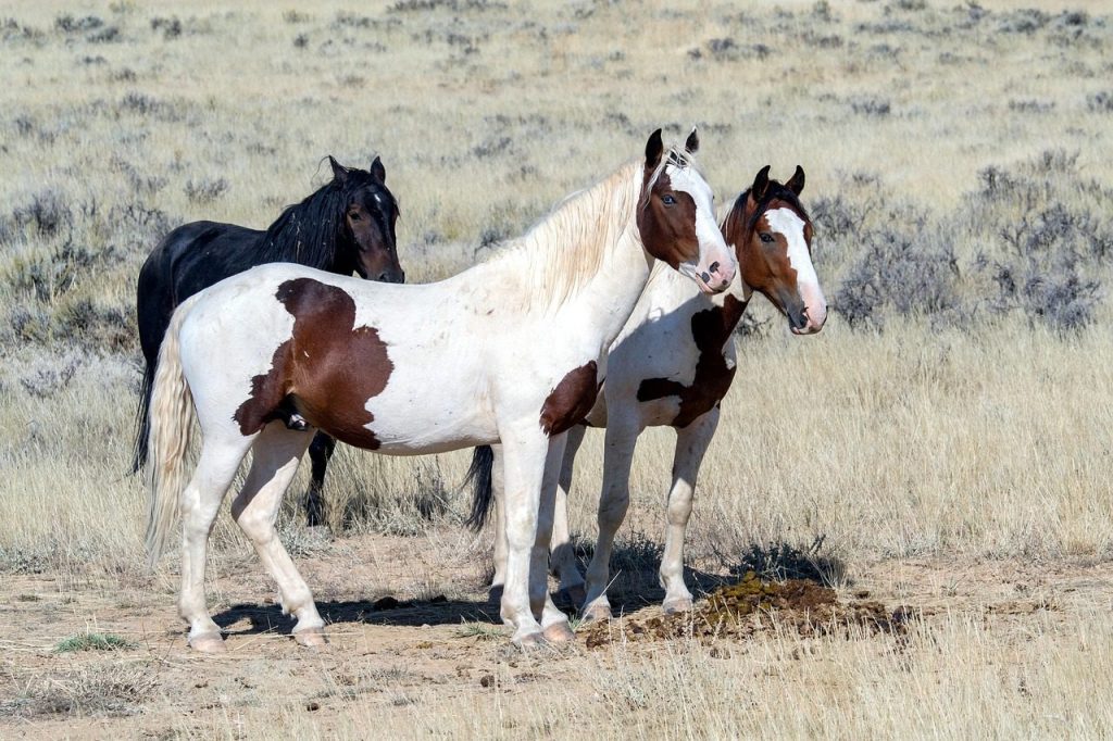 wild horses, wild mustangs, mustangs, horses, american wild horses, wild horses, wild horses, wild horses, wild horses, wild horses, horses, horses