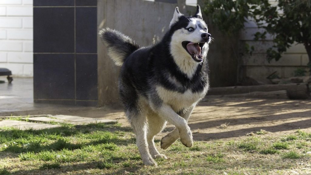 siberian husky, husky, pet, animal, dog