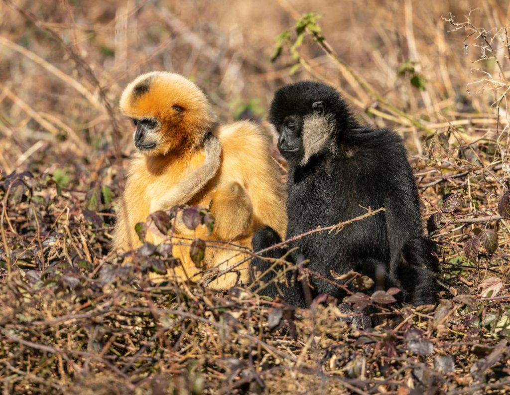 Two golden-cheeked gibbons sitting amidst the foliage, showcasing wildlife in nature.