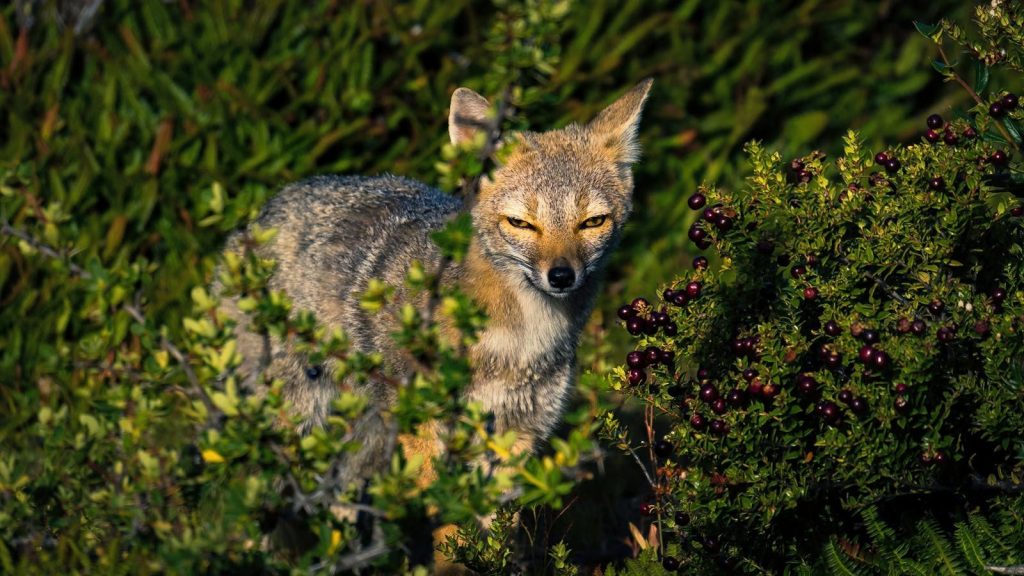 Close-up of a South American gray fox amidst lush greenery in Ushuaia, Argentina.