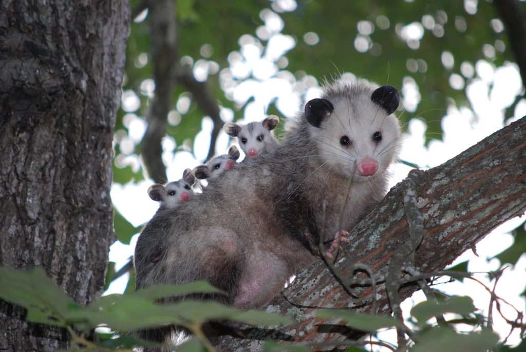 possum, opossum, animal, young, wild, wildlife, texas, family, possum, possum, opossum, opossum, opossum, opossum, opossum