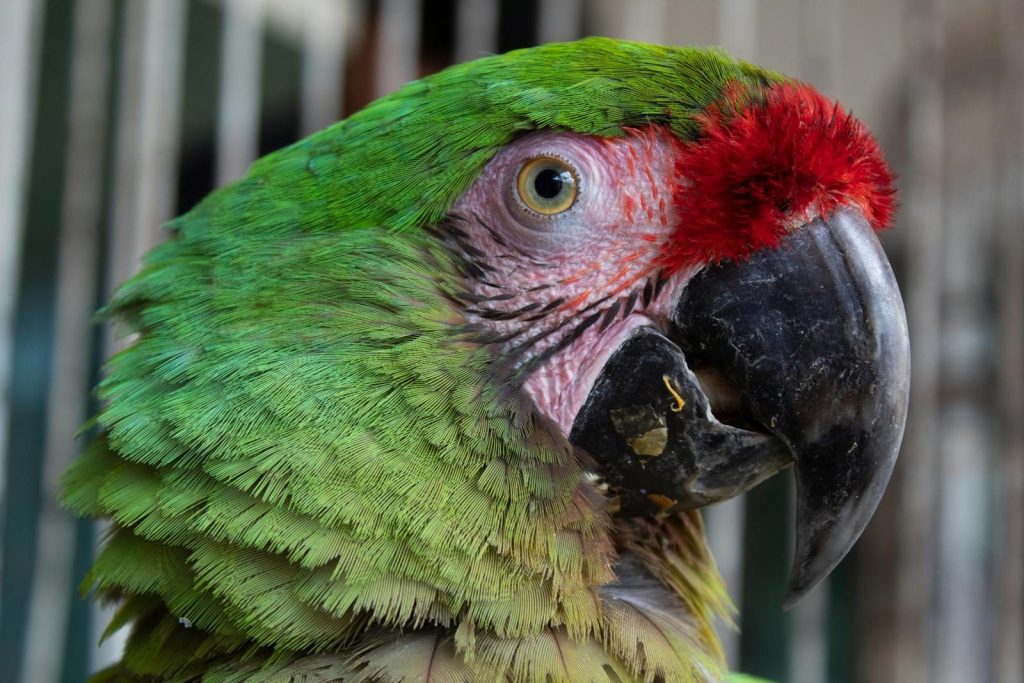 A vibrant close-up of a Military Macaw (Ara militaris) showcasing its colorful plumage in Sinaloa, Mexico.