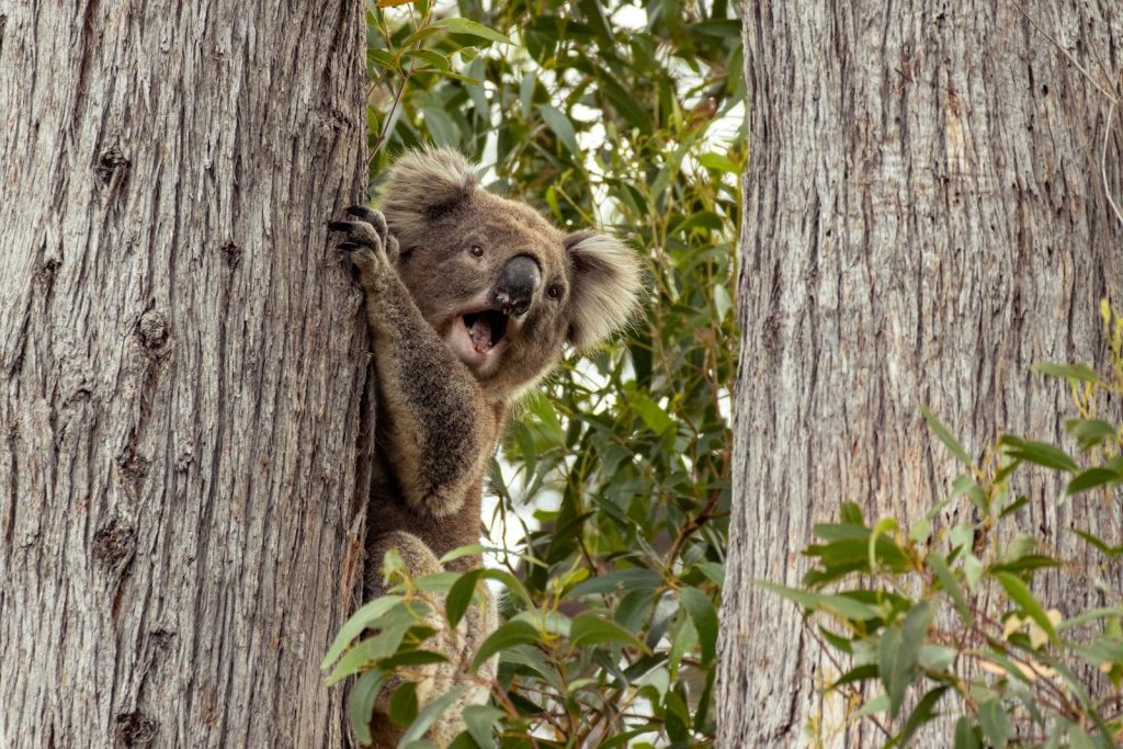 A curious koala climbs between trees in Yarra Glen, Australia, showcasing its natural habitat.