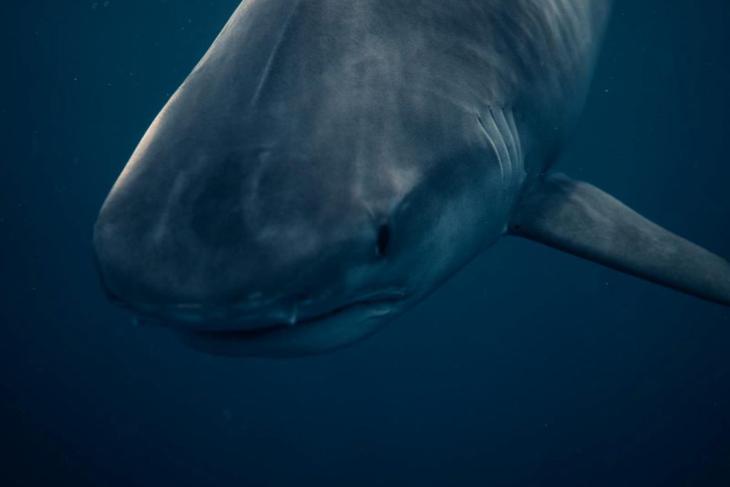 Detailed underwater image of a great white shark in Haleiwa, HI. Captured in vibrant ocean depths.