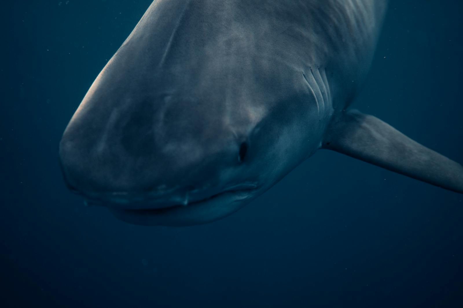 Detailed underwater image of a great white shark in Haleiwa, HI. Captured in vibrant ocean depths.