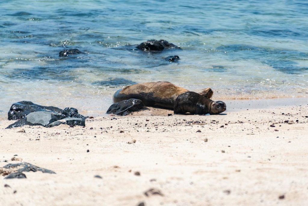 Two seals rest on a sandy beach by the clear blue ocean, basking in the sun.