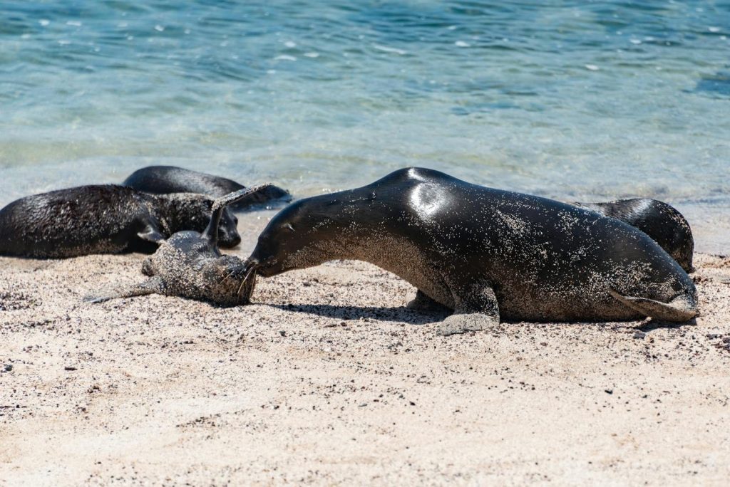 A group of seals enjoying a sunny day on a sandy beach by the sea.