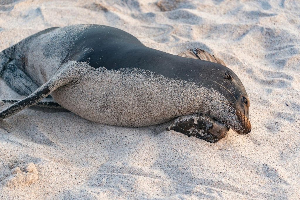 A seal peacefully resting on a sandy beach, covered in sand grains.